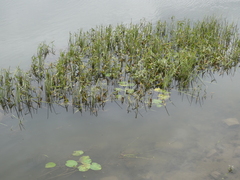 Sagittaria sagittifolia