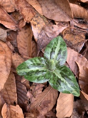 Trillium underwoodii