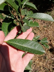 Laurus