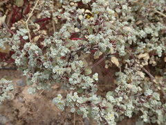 Tidestromia lanuginosa