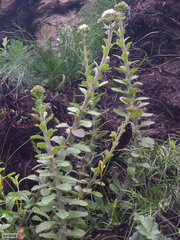 Pseudoselago peninsulae