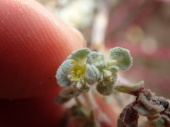 Tidestromia lanuginosa