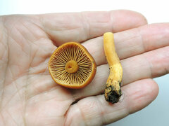 Cortinarius croceus