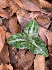 Trillium underwoodii