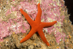 Fromia polypora