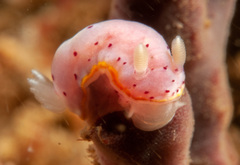 Goniobranchus woodwardae