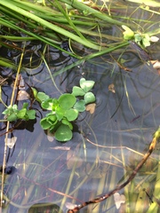 Oxalis natans