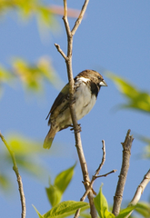 Spermestes cucullata scutata