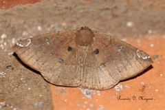 Herbita valtrudaria