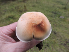 Hebeloma crustuliniforme