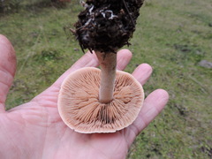 Hebeloma crustuliniforme