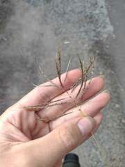 Dichanthium annulatum annulatum
