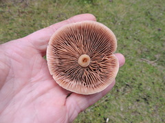 Hebeloma crustuliniforme