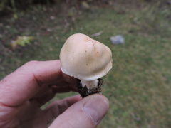 Hebeloma crustuliniforme