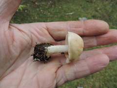 Hebeloma crustuliniforme