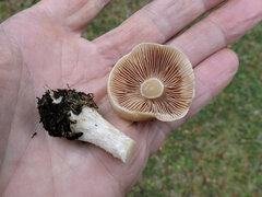 Hebeloma crustuliniforme