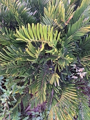 Zamia integrifolia
