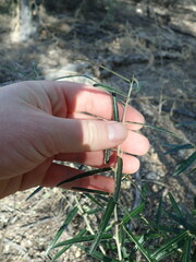 Atamisquea emarginata