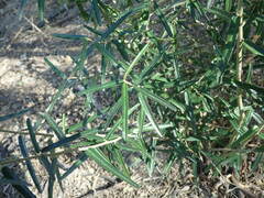 Atamisquea emarginata