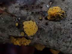 Tremella mesenterica
