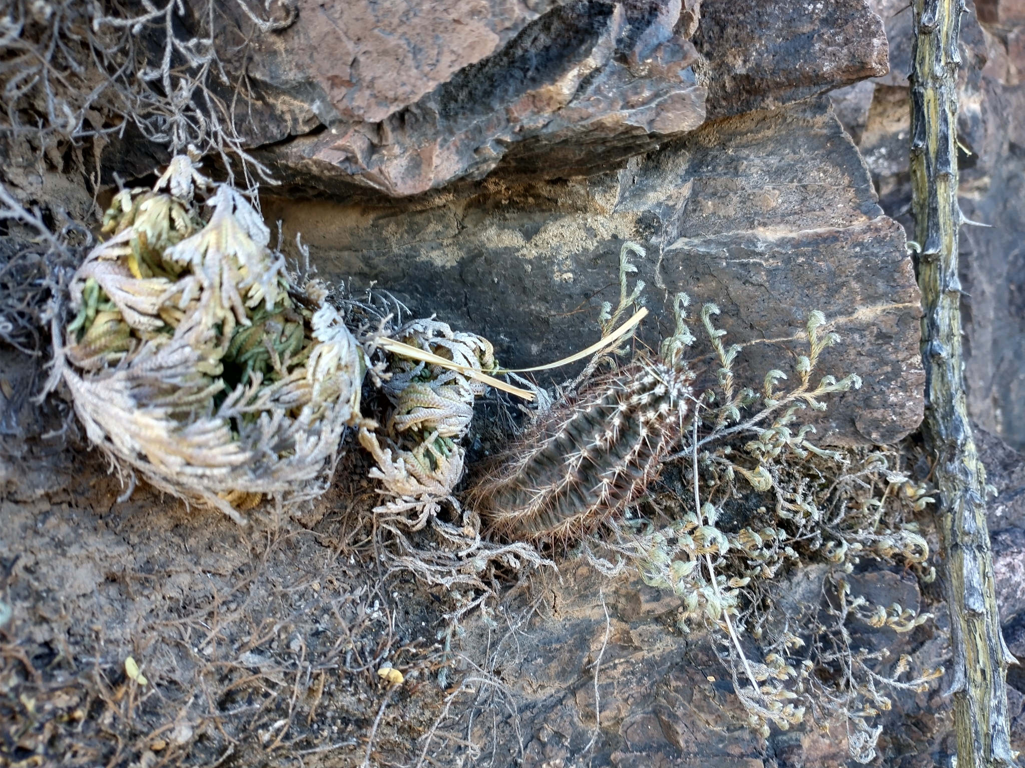 Echinocereus palmeri