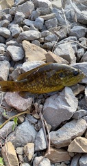 Lepomis gulosus