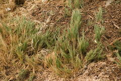 Sporobolus virginicus