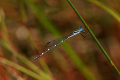 Austrolestes minjerriba