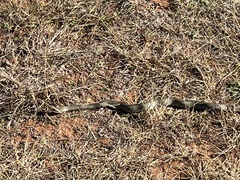 Coluber constrictor flaviventris
