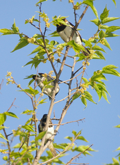 Spermestes cucullata scutata
