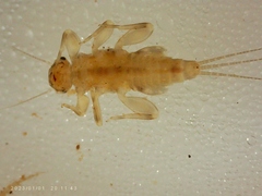 Leptohyphidae