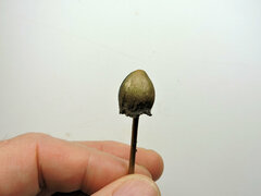 Panaeolus papilionaceus parvisporus