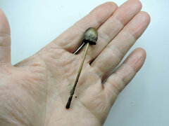 Panaeolus papilionaceus parvisporus
