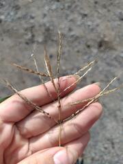 Dichanthium annulatum annulatum
