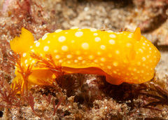 Doris chrysoderma