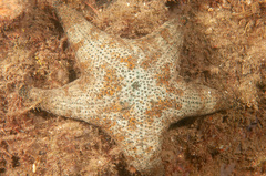 Anthenea sidneyensis