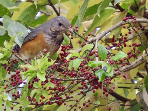 Grey-backed Thrush (Turdus hortulorum), photo 5