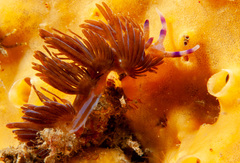 Pteraeolidia ianthina