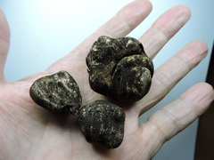 Rhizopogon villosulus