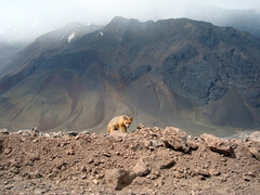 Lycalopex culpaeus culpaeus