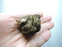 Rhizopogon villosulus