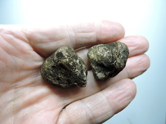 Rhizopogon villosulus