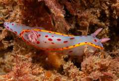 Hypselodoris bennetti