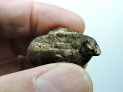 Rhizopogon villosulus