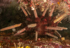 Phyllacanthus parvispinus