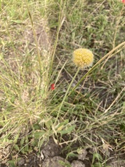 Gaillardia megapotamica