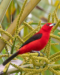 Ramphocelus bresilius
