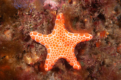Pentagonaster duebeni