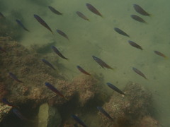 Chromis punctipinnis