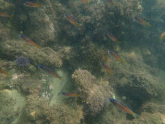 Chromis punctipinnis